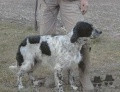 Setter Anglais HANS DI CROCEDOMINI Setter Anglais HANS DI CROCEDOMINI